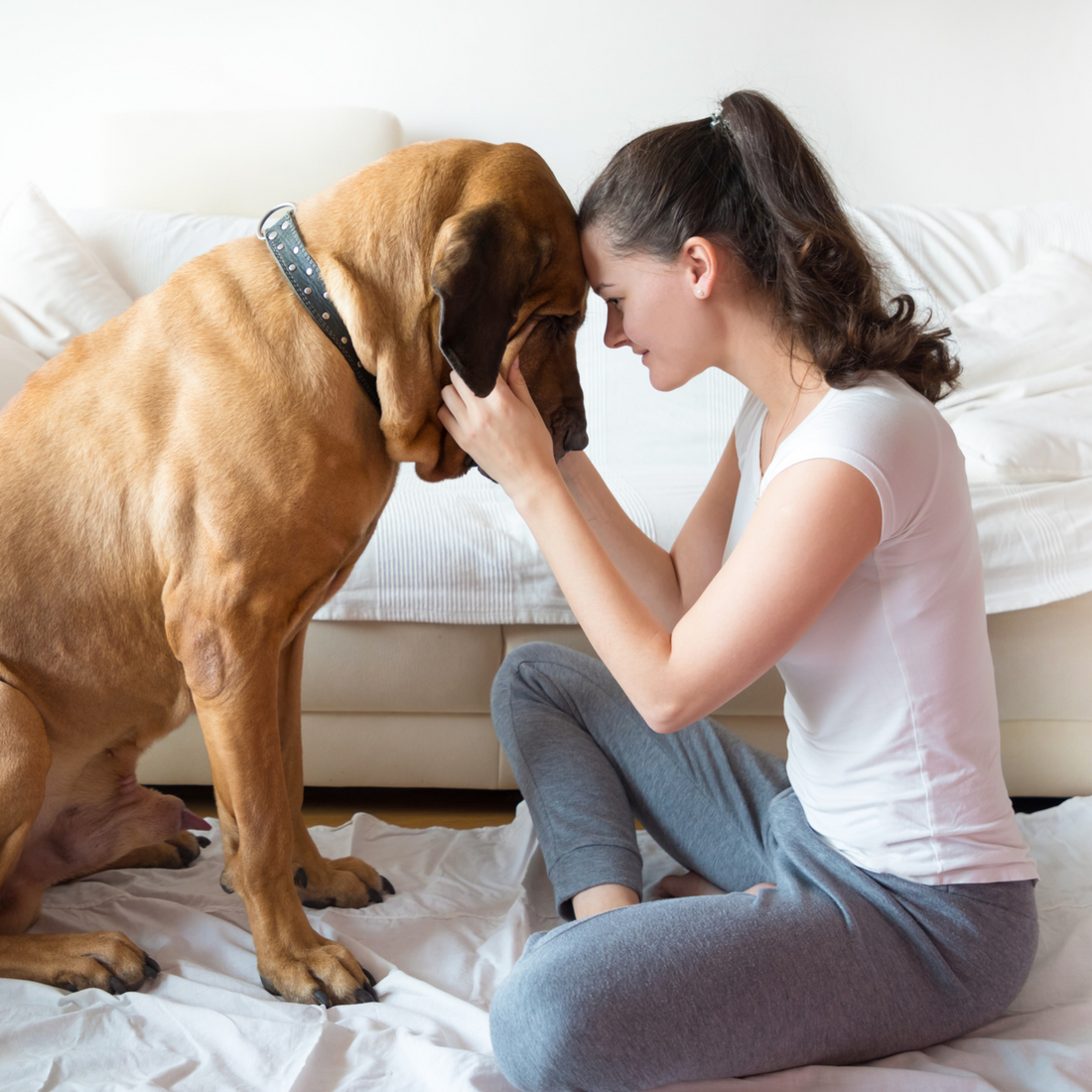 How To Comfort A Dog With Pancreatitis: 5 Easy Tips