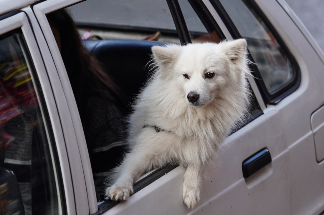 How CBD Oil Helps With Motion Sickness in Dogs