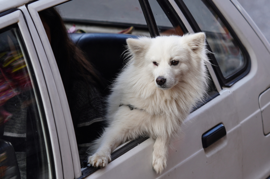 How CBD Oil Helps With Motion Sickness in Dogs