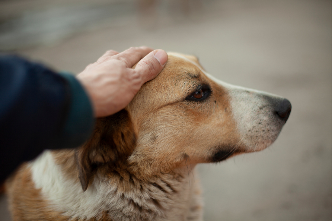 Understanding PTSD in Dogs and How to Manage It