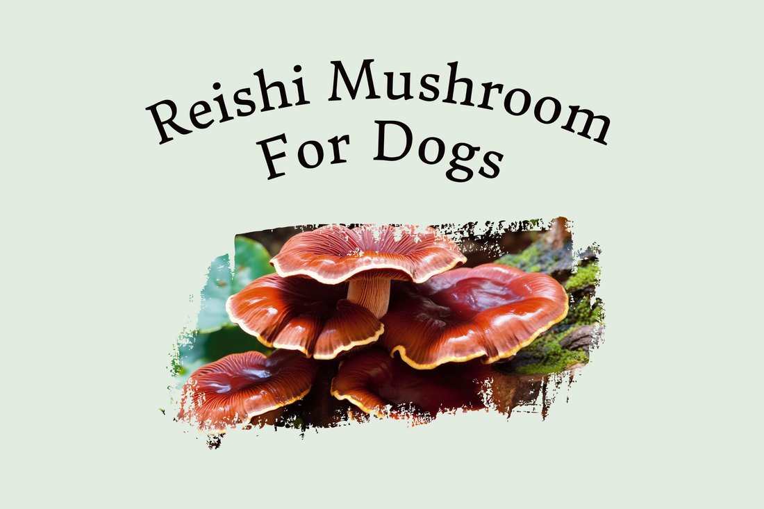 Reishi Mushroom For Dogs: Benefits & Side Effects