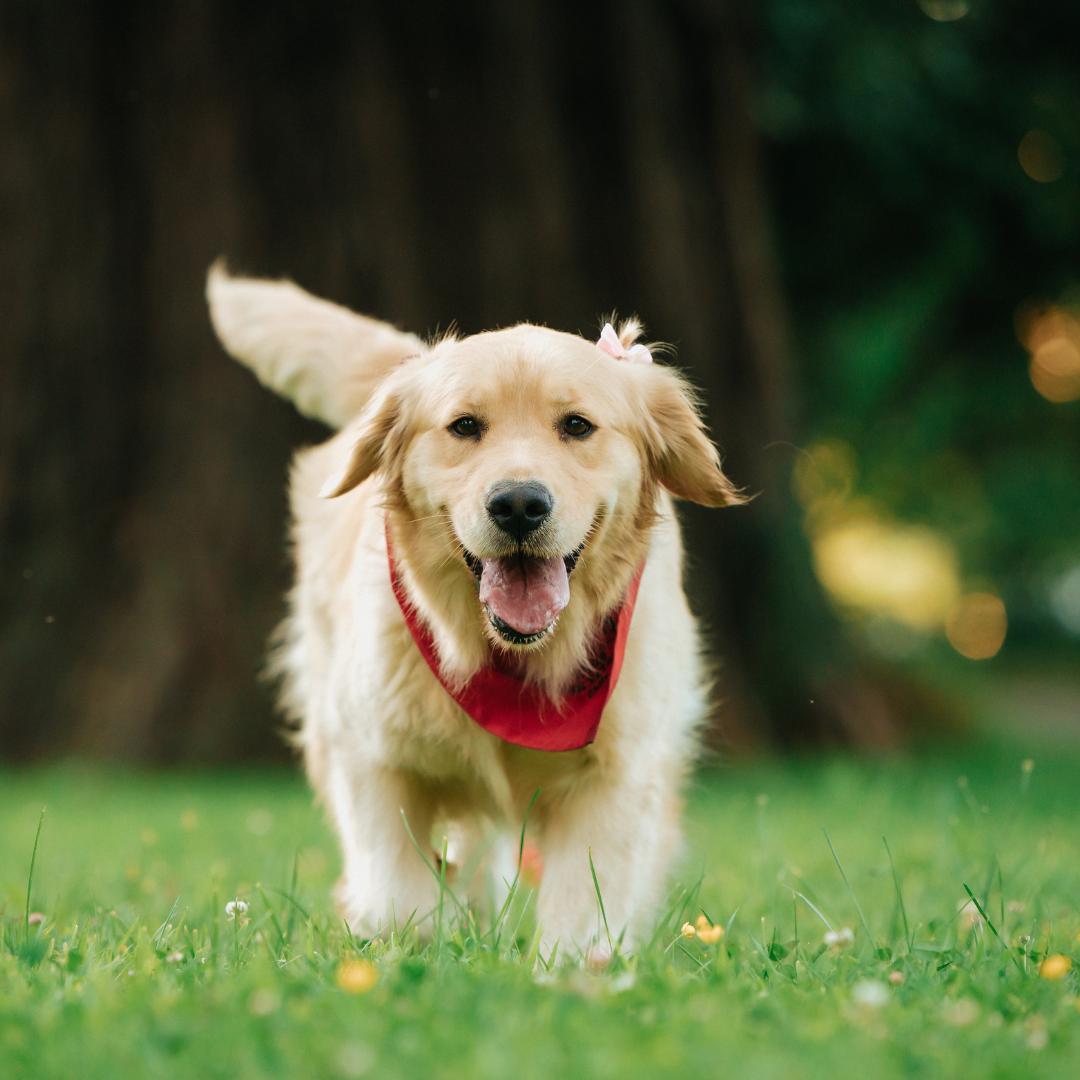 Is Your Dog Pacing and Circling? You Might Be Surprised By What It Means