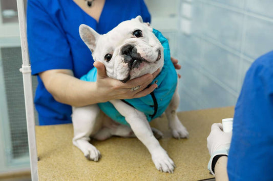Dog Urinary Infections Explained: Symptoms, Treatment & Prevention