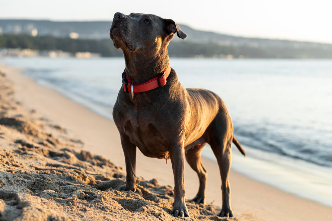 What is the Pitbull's Average Lifespan? Everything You Need to Know