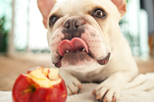 Thanksgiving Foods: Dos and Don’ts for Your Dog