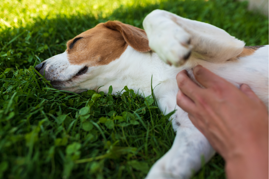 CBD for Hyperactive Dogs: Benefits, Dosage, and Tips for Pet Owners