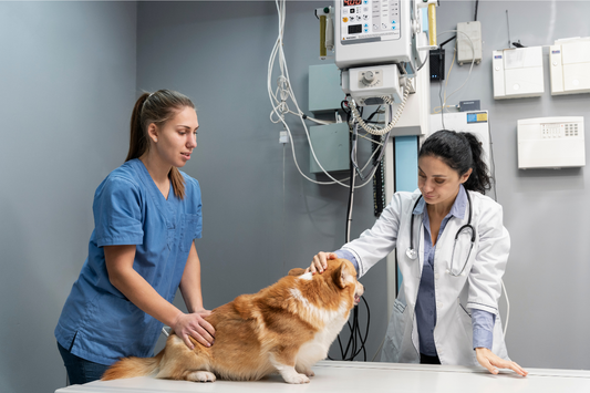 Can CBD Help Dogs During Chemotherapy? Here's What You Need to Know