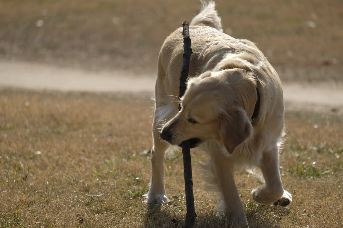 The Ultimate Guide to Labrador Retriever Life Span and Common Health Issues
