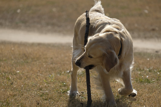 The Ultimate Guide to Labrador Retriever Life Span and Common Health Issues