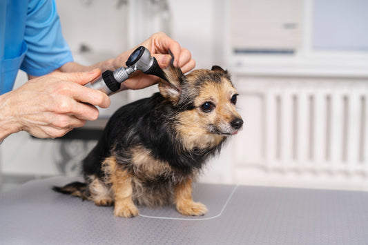Dog Ear Scratching: The Biological Causes and How CBD Can Help