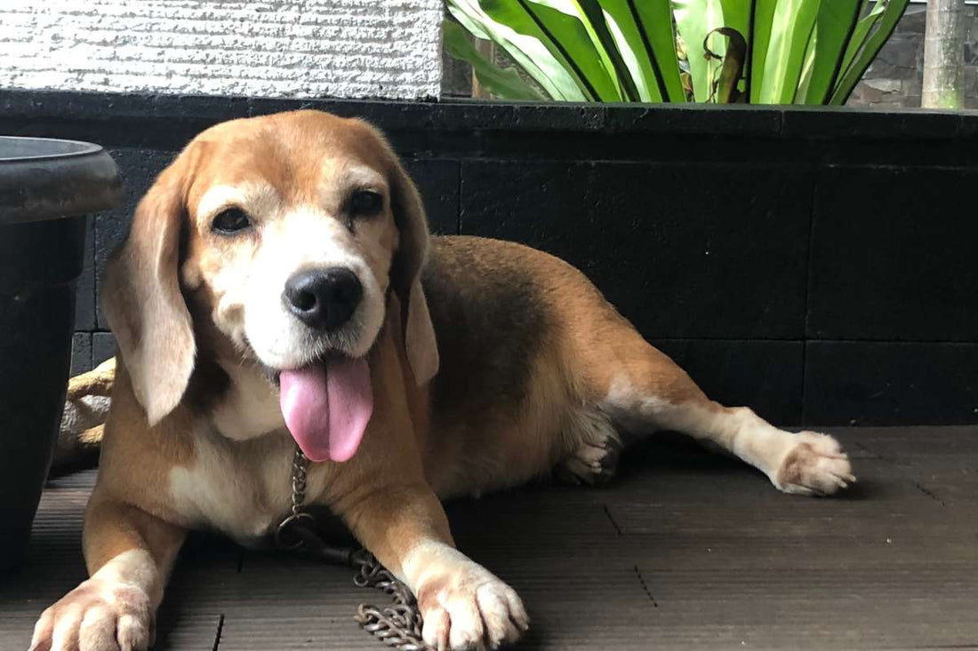 How CBD Oil May Support Dogs with Laryngeal Paralysis