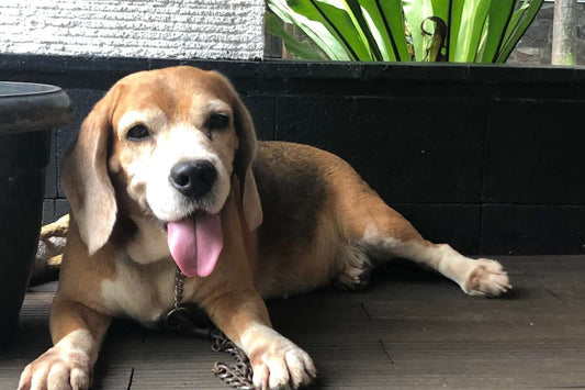 How CBD Oil May Support Dogs with Laryngeal Paralysis