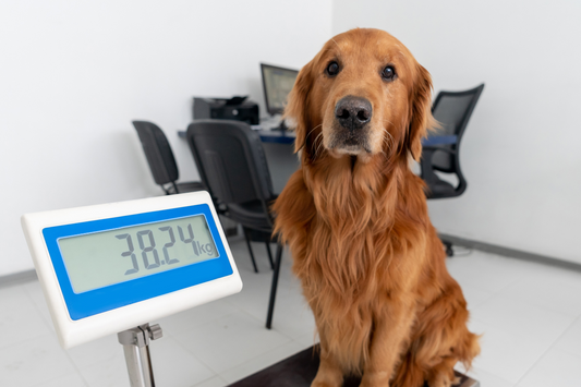 Dog Losing Weight? 10 Possible Causes to Consider