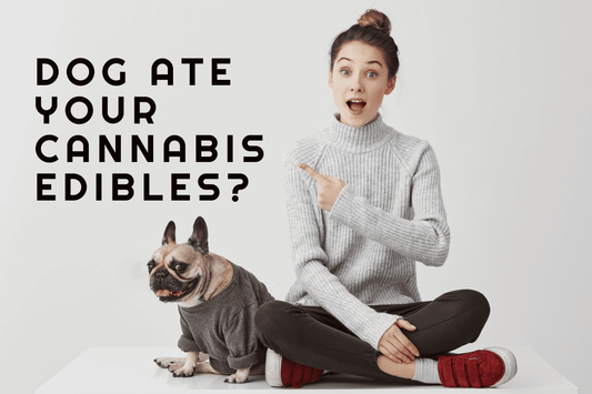 My Dog Ate Cannabis Edibles! What Do I Do?