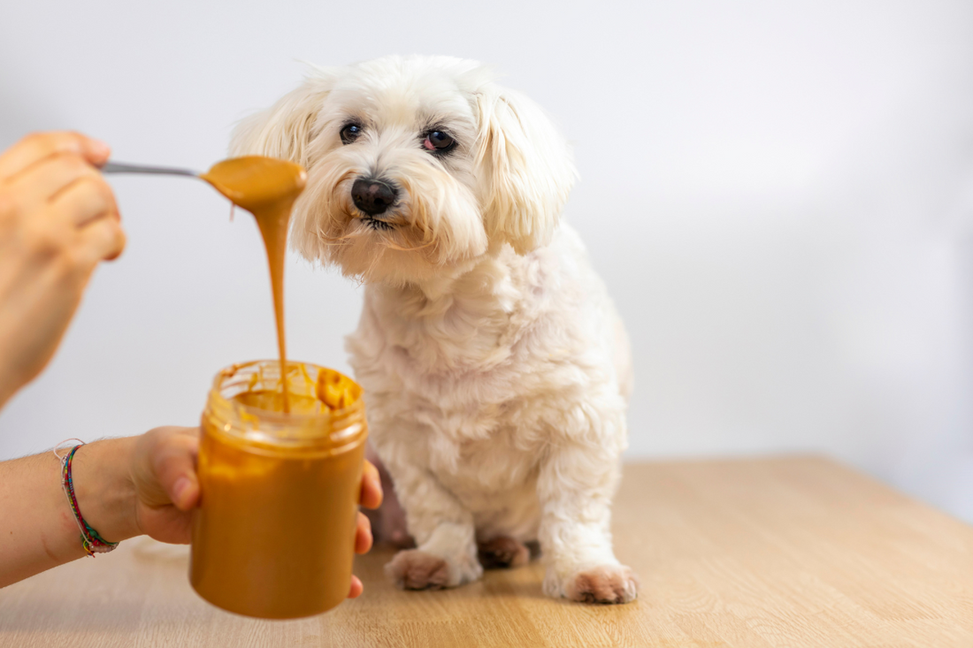 Why Do Dogs Like Peanut Butter So Much?